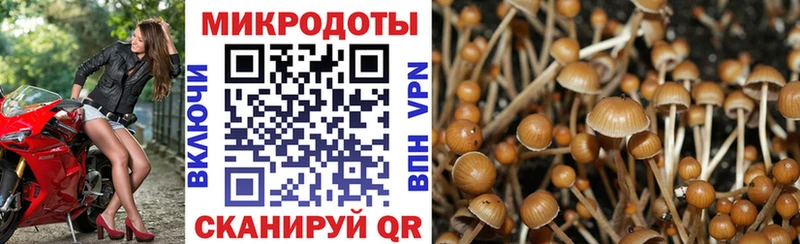 Галлюциногенные грибы Cubensis  Купить закладки  Кингисепп 